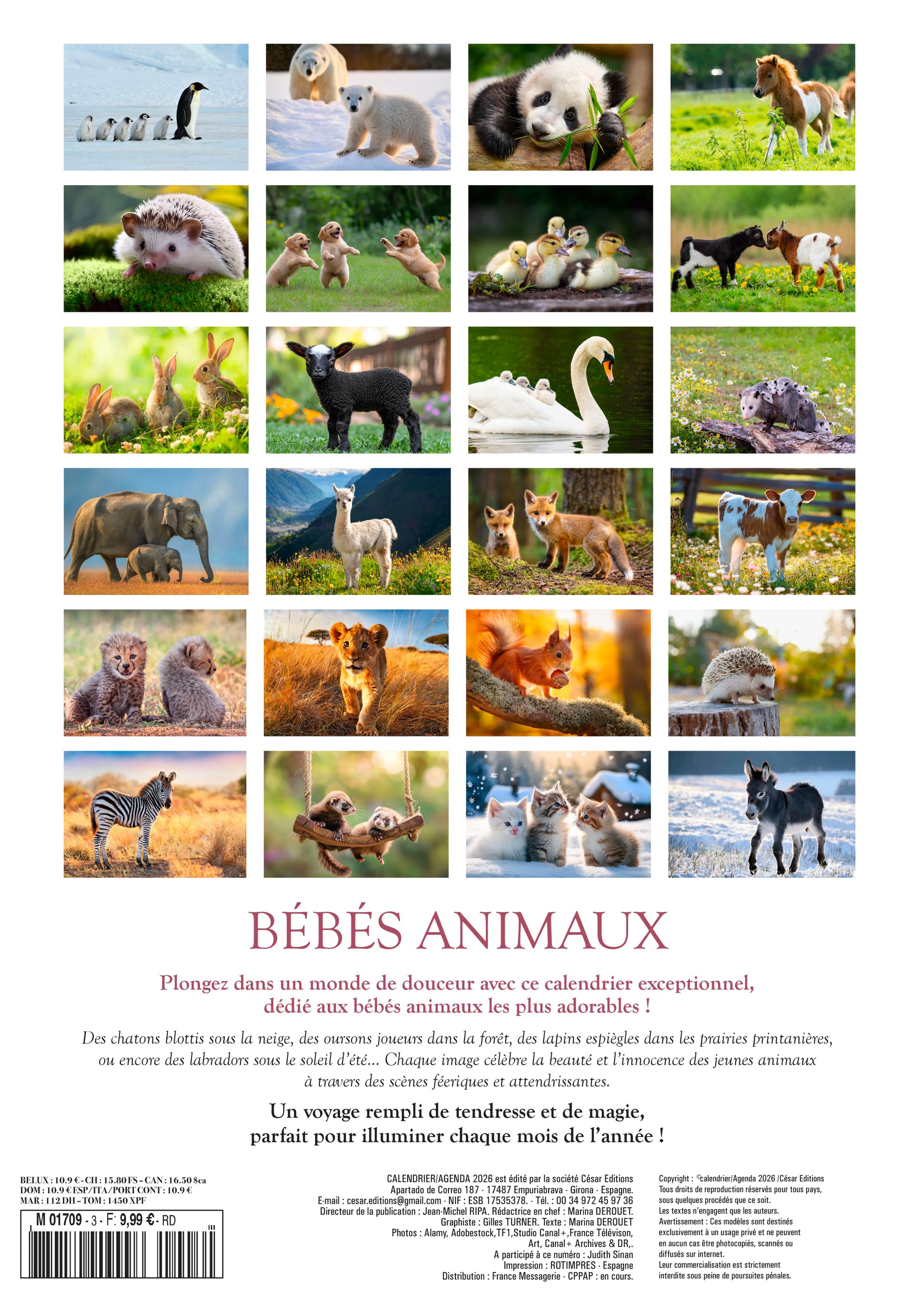 Calendrier 2026 : Bébé animaux