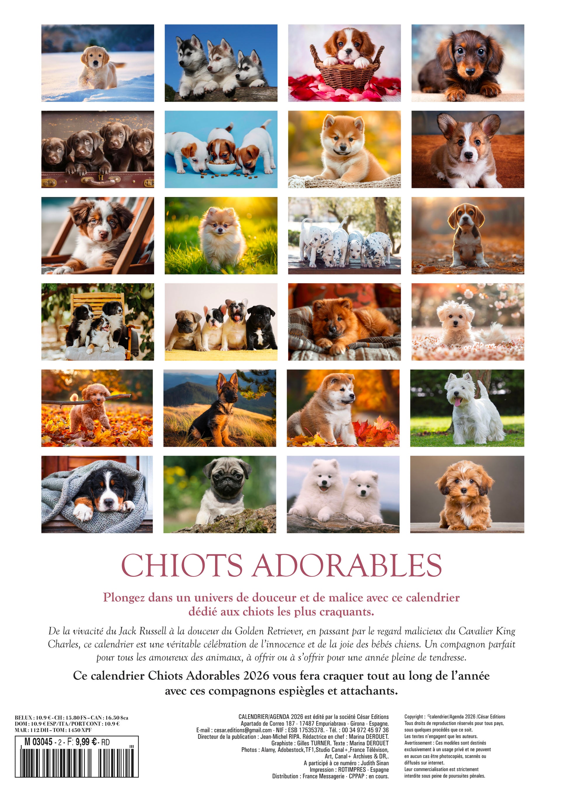 Calendrier 2026 : Les chiots