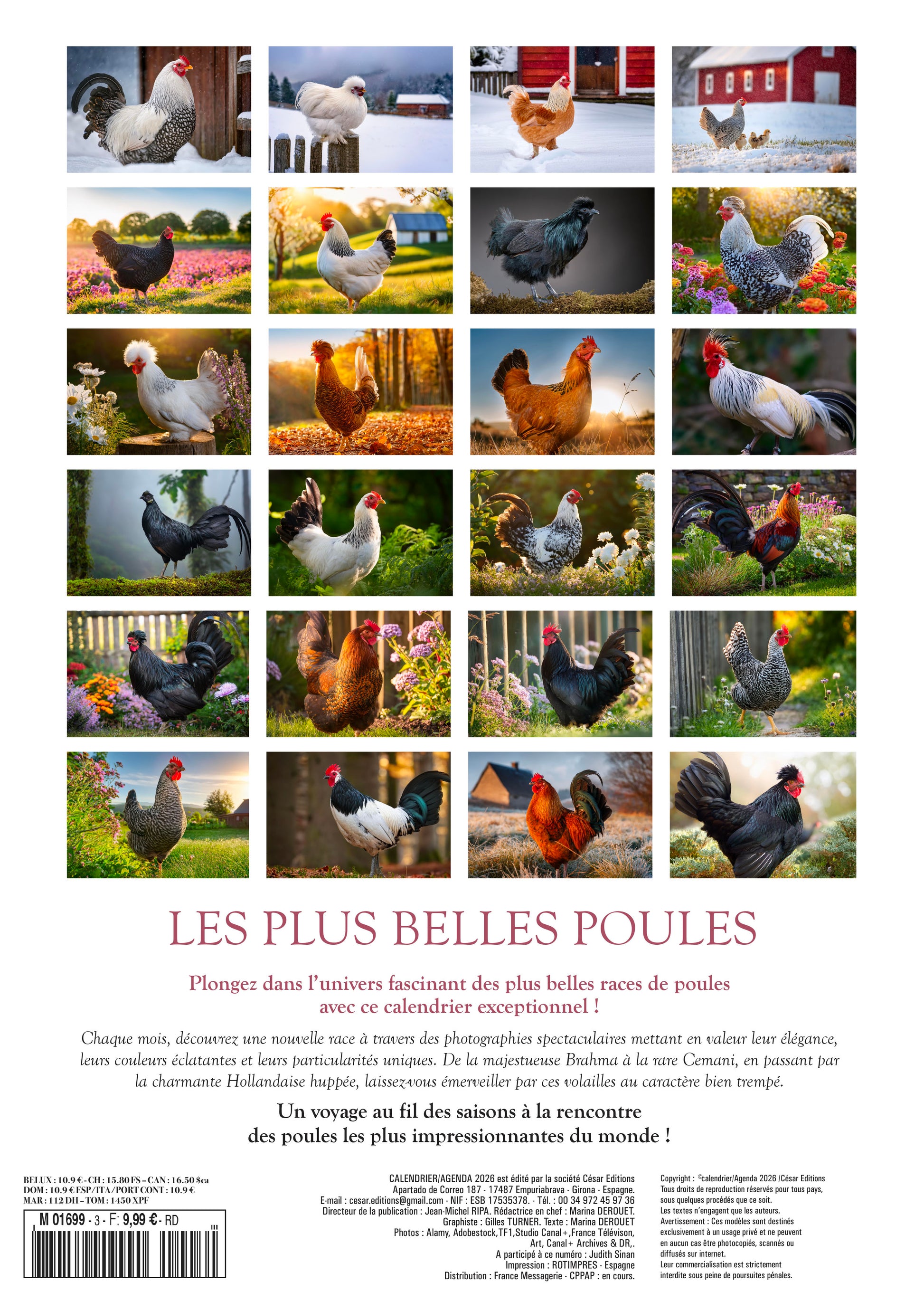 Calendrier 2026 : Les plus belles poules du monde