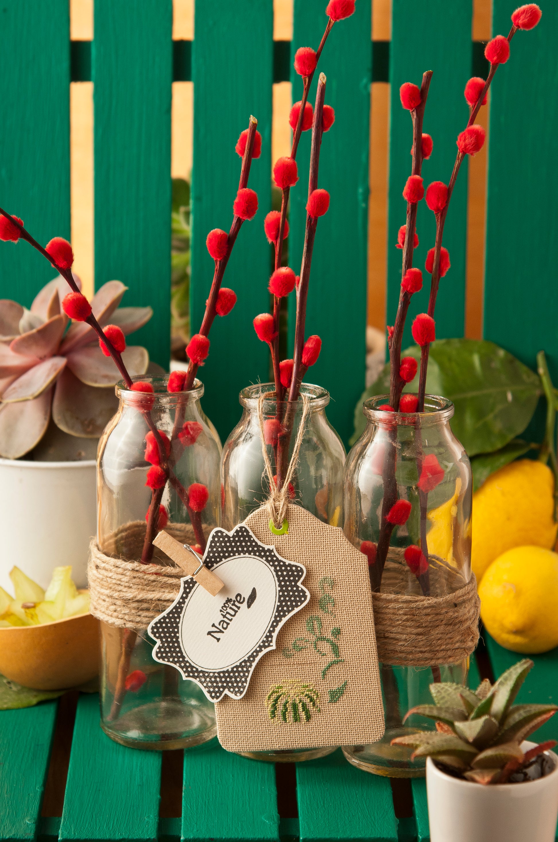 Cactus & Succulentes