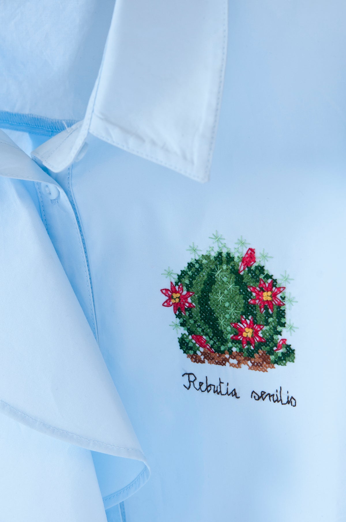 Cactus & Succulentes