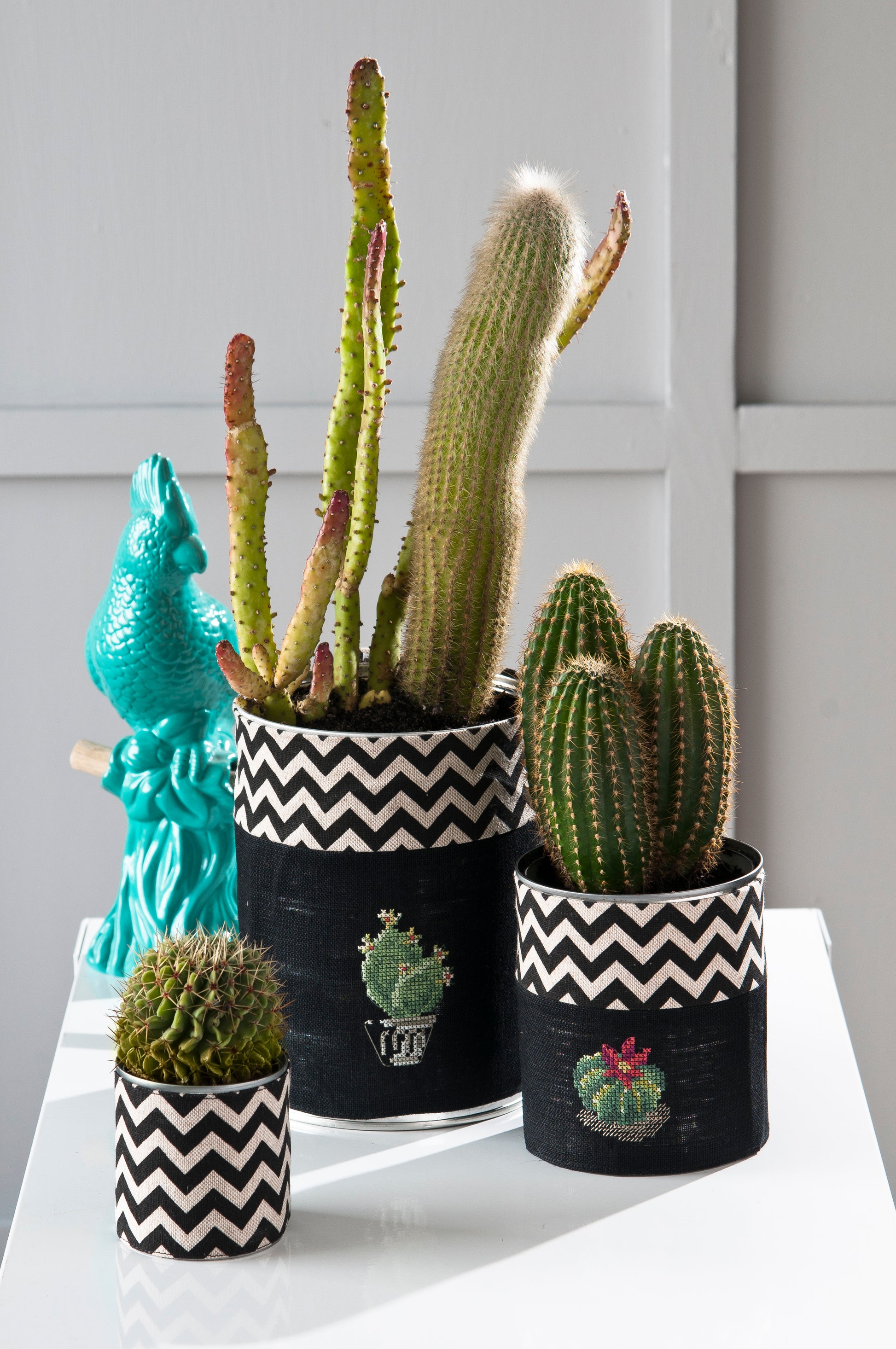 Cactus & Succulentes