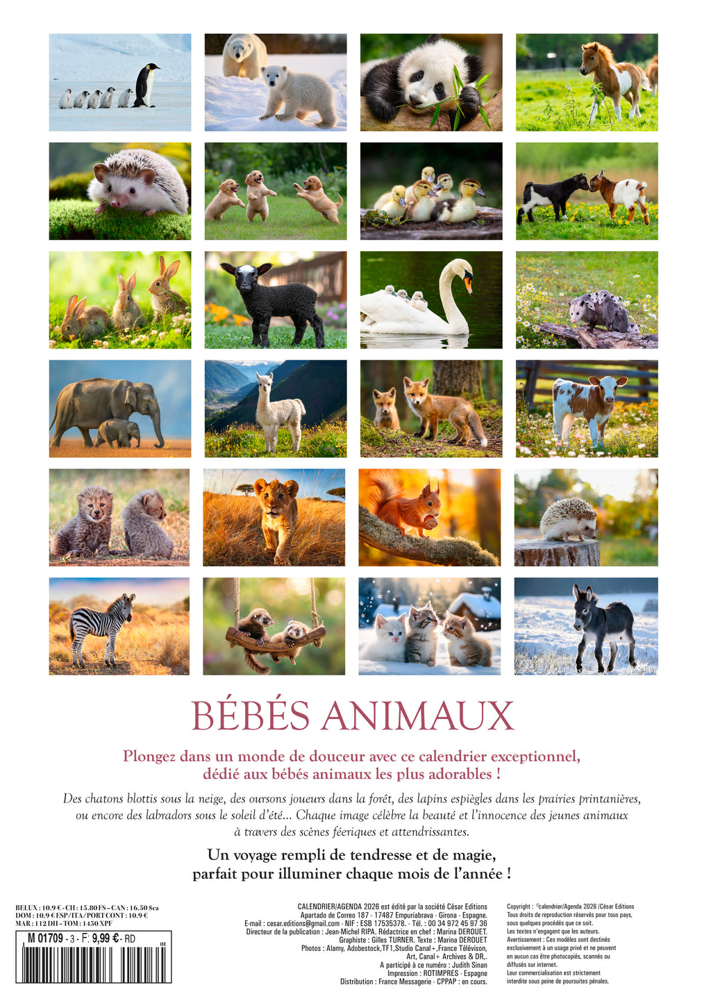 Calendrier 2026 : Bébé animaux